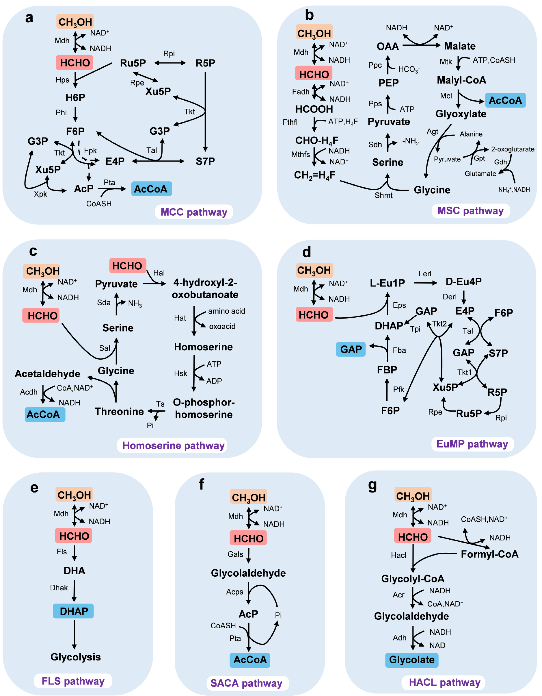 Theory - 専用 3点 Advances in microbial bioconversion of methanol