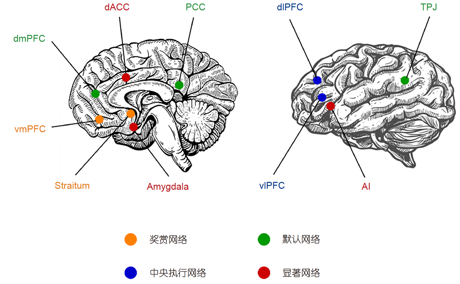 The cognitive neural network model of deception