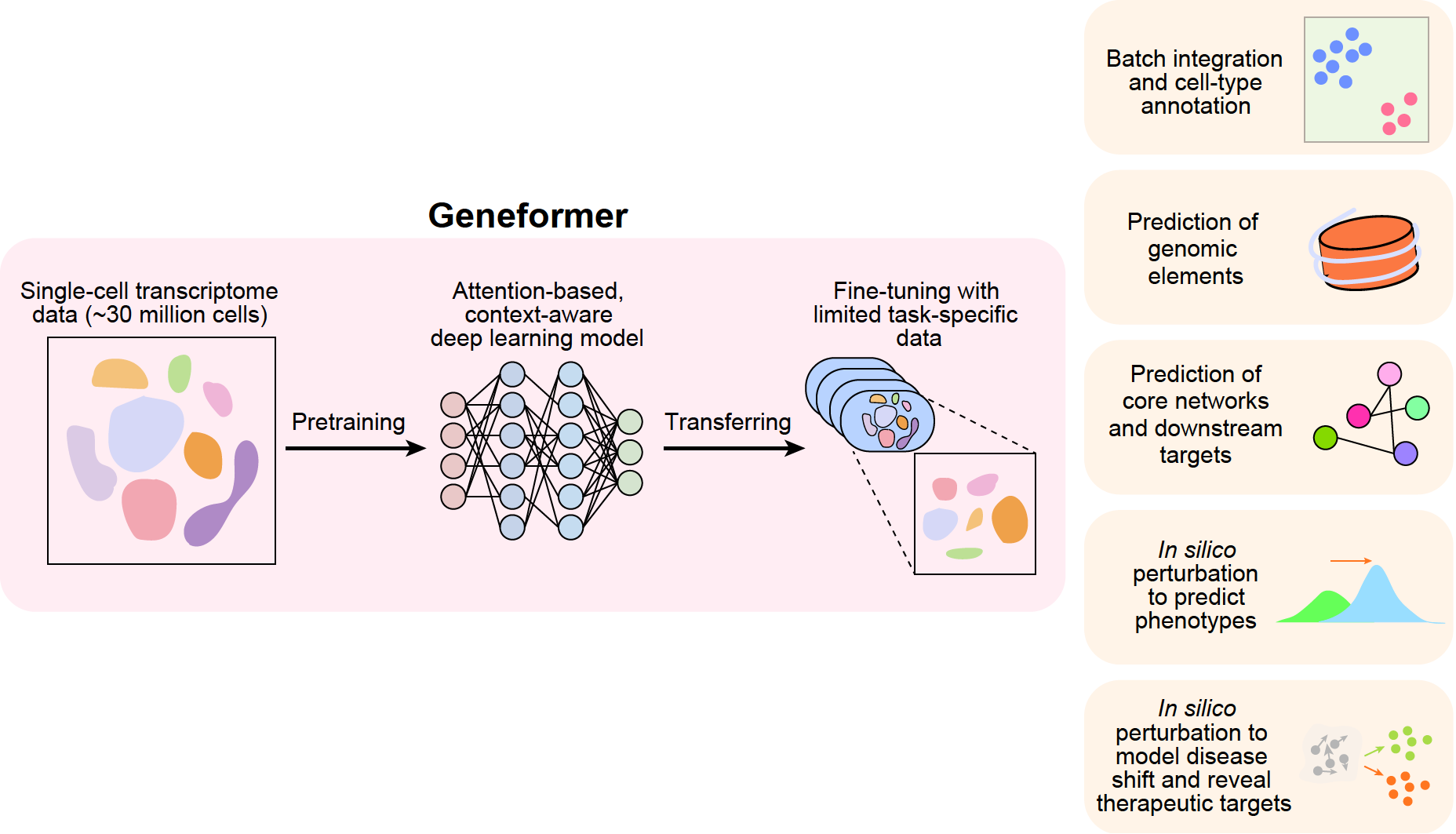 Geneformer: a deep learning model for exploring gene networks