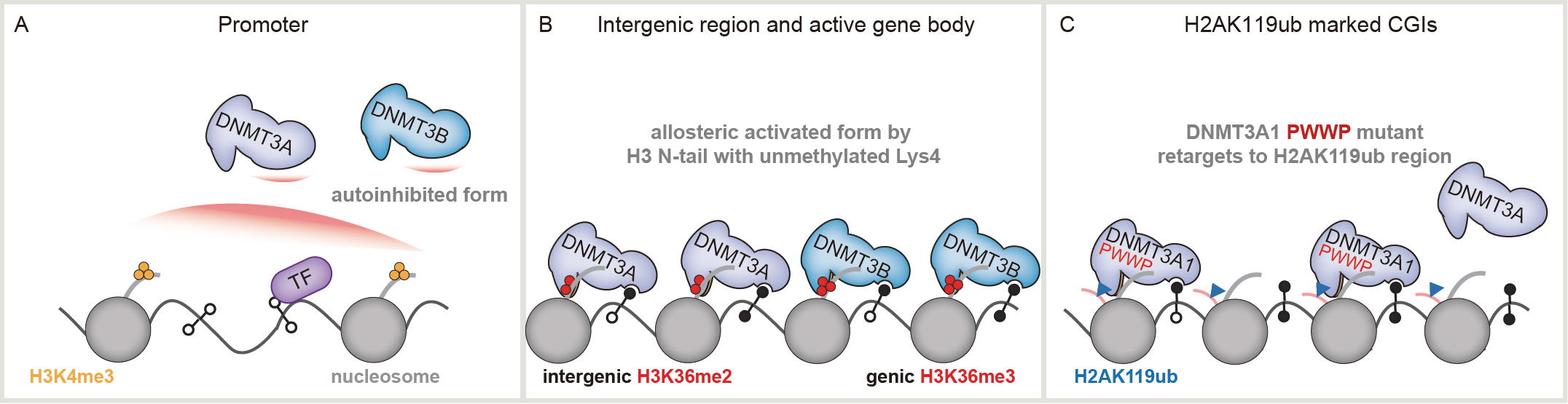 Mechanisms of chromatin-based epigenetic inheritance