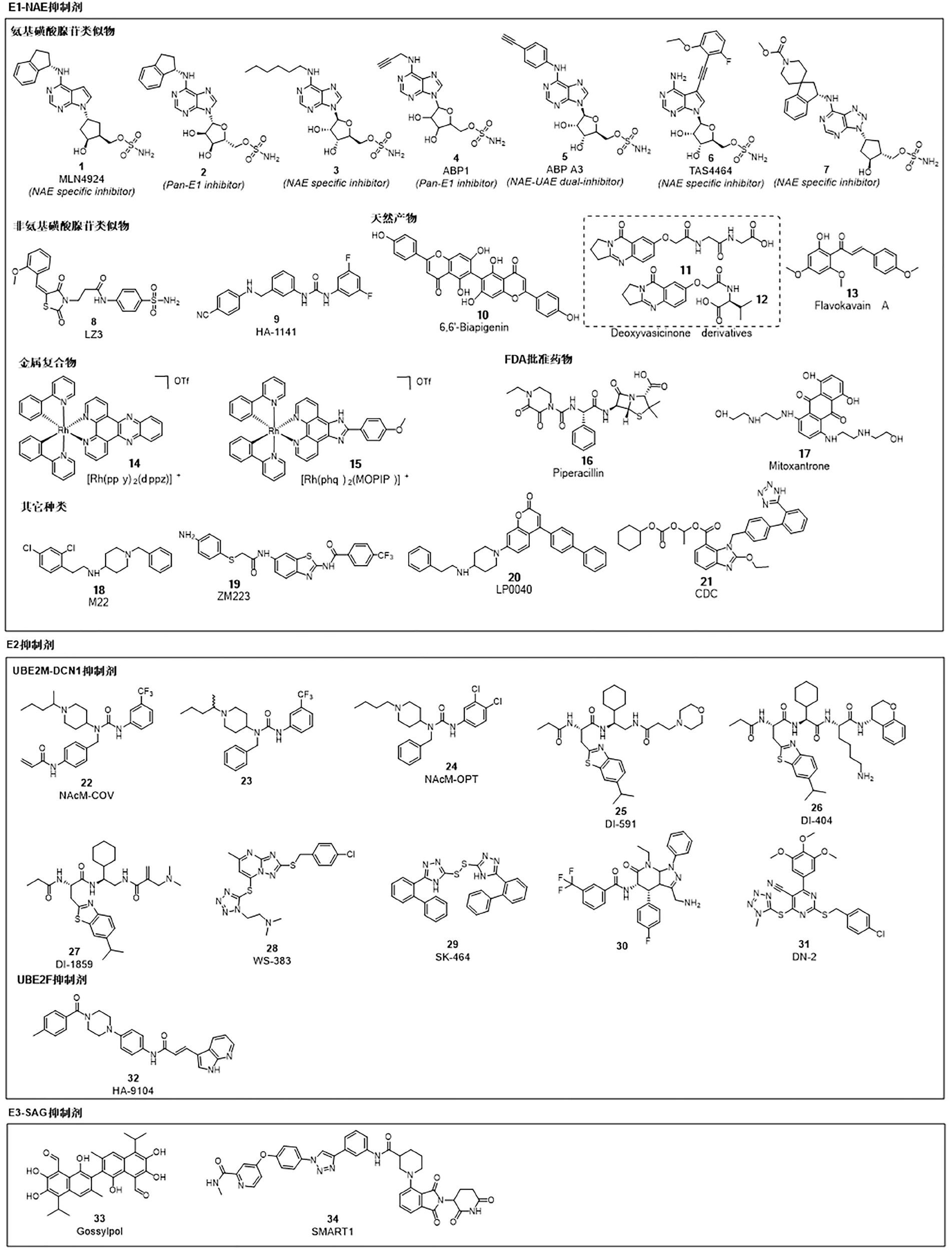 Highly activated neddylation pathway in lung cancer and